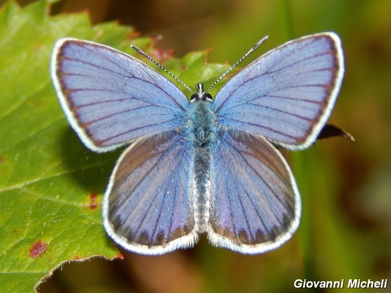 M e F  : foto di coppia